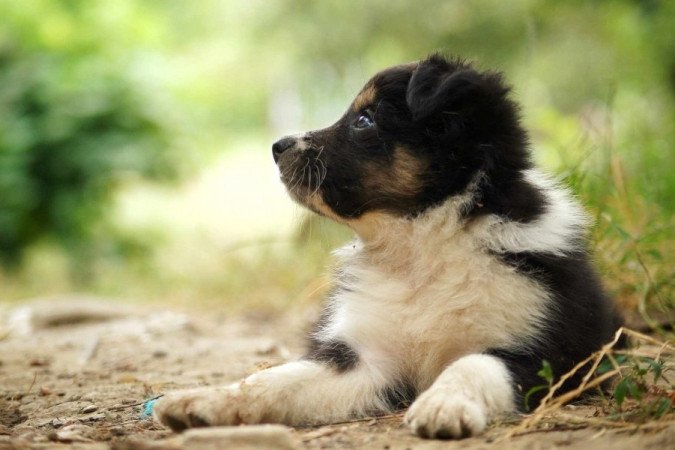 Border Collie