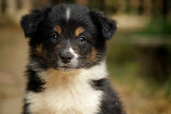 Border Collie