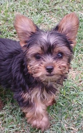 Yorkshire terrier