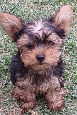 Yorkshire terrier