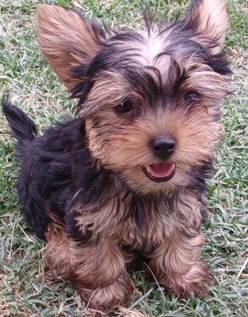 Yorkshire terrier