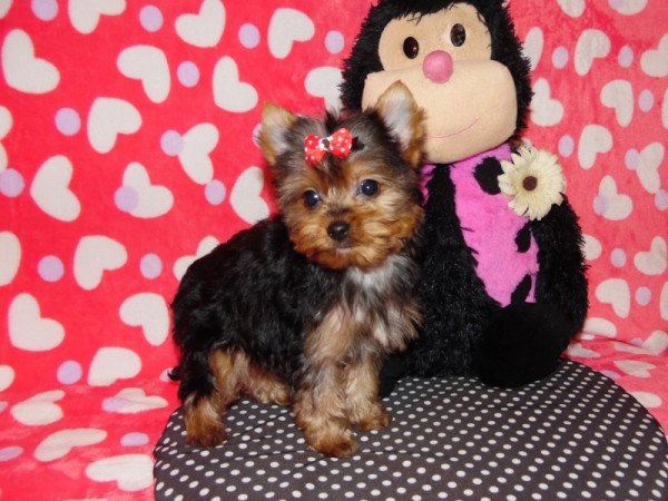 Yorkshire Terrier, Yorki