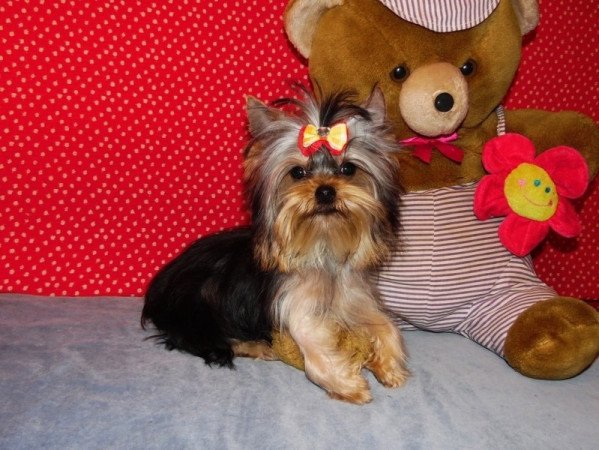 Yorkshire Terrier, Yorki