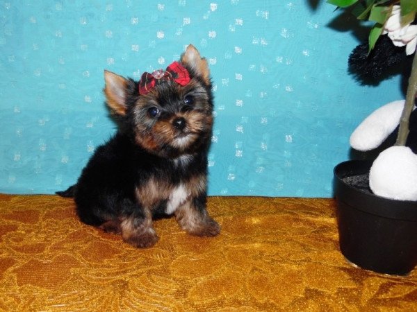 Yorkshire Terrier, Yorki