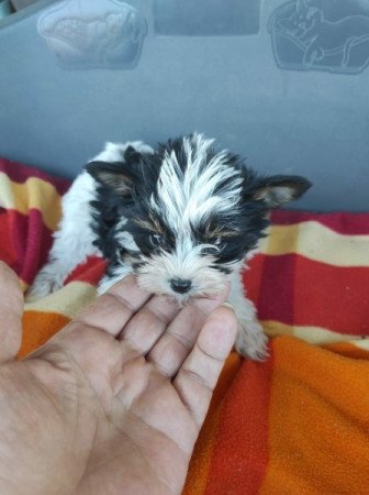Yorkshire terrier