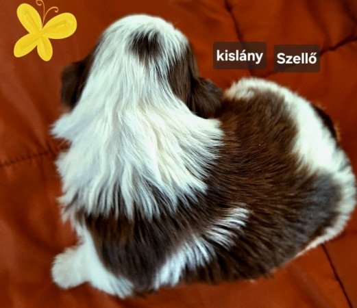 Bichon havanese