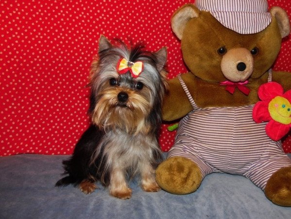 Yorkshire Terrier, Yorki