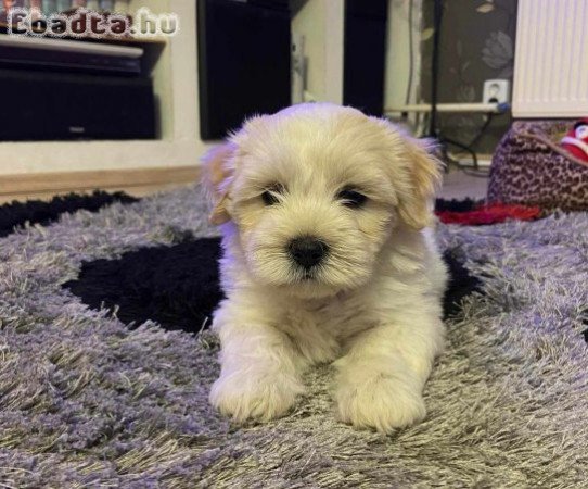 Bichon Havanese 8 hetes kölyök kislány eladó