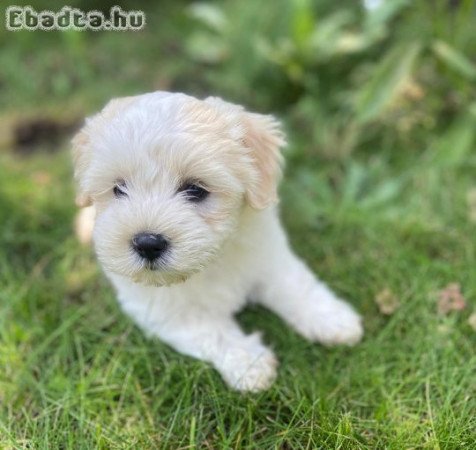 Bichon Havanese 8 hetes kölyök kislány eladó