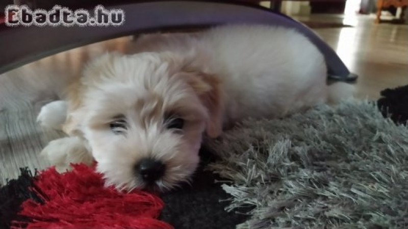 Bichon Havanese 8 hetes kölyök kislány eladó