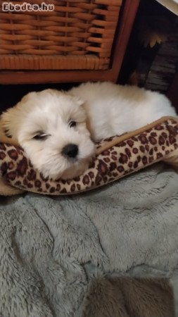 Bichon Havanese 8 hetes kölyök kislány eladó