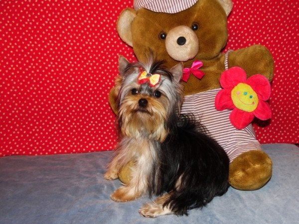 Yorkshire Terrier, Yorki