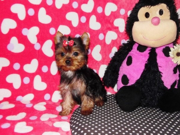 Yorkshire Terrier, Yorki