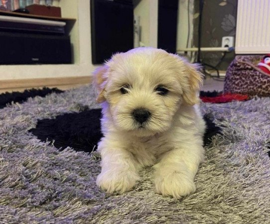 Bichon Havanese