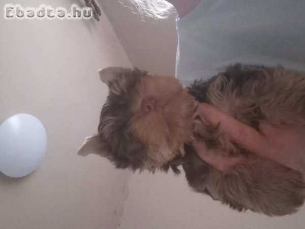 Yorkshire terrier fiú