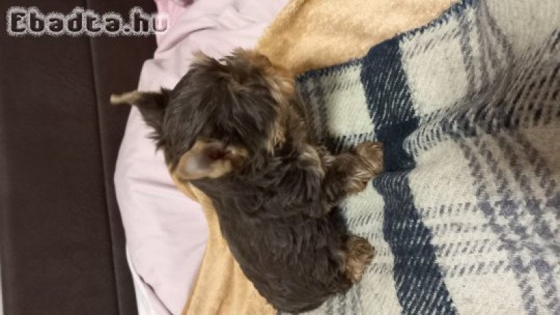 Yorkshire terrier fiú