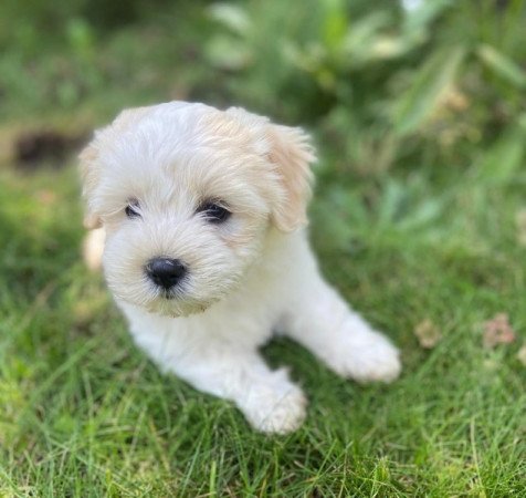 Bichon Havanese