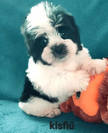 Bichon havanese