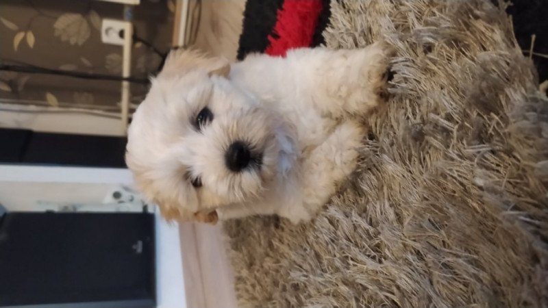 Bichon Havanese