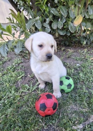 Labrador