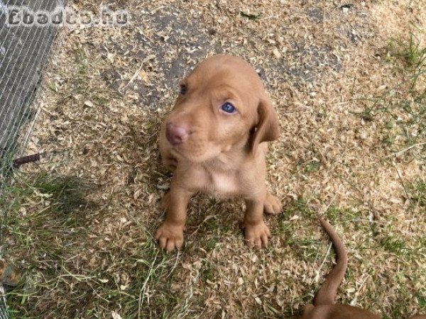 Magyar vizsla kölykök eladók