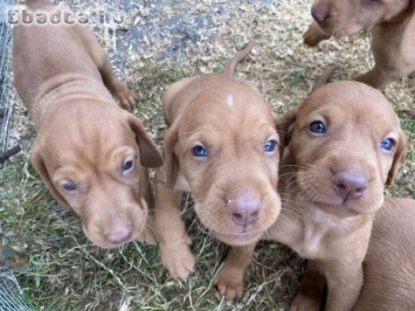 Magyar vizsla kölykök eladók