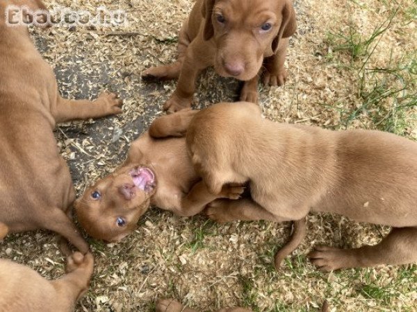 Magyar vizsla kölykök eladók