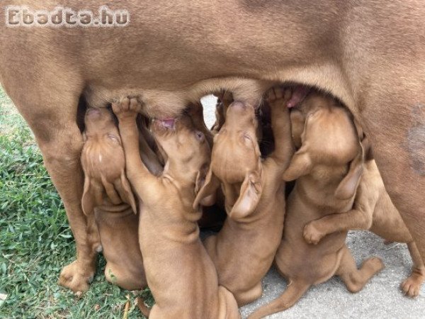 Magyar vizsla kölykök eladók