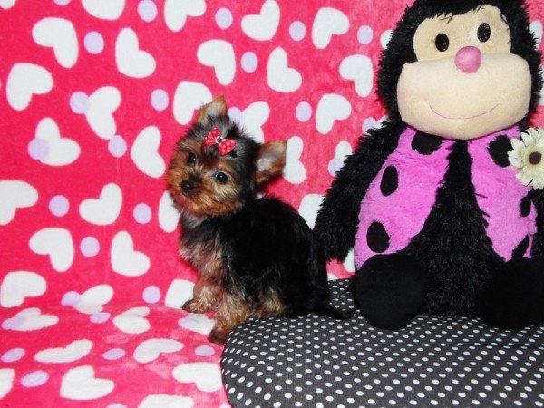 Yorkshire Terrier, Yorki
