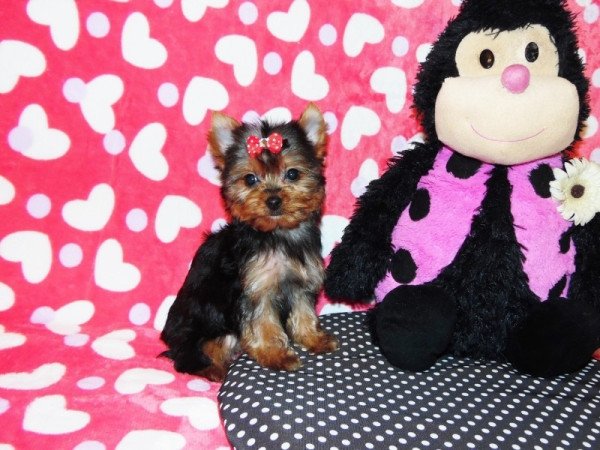 Yorkshire Terrier, Yorki