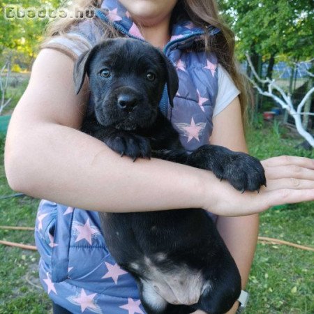 Cane corso kiskutyák  eladók