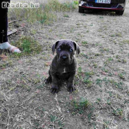 Cane corso kiskutyák  eladók