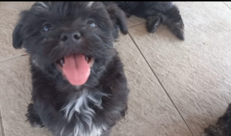 Bichon Havanese