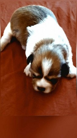 Bichon havanese