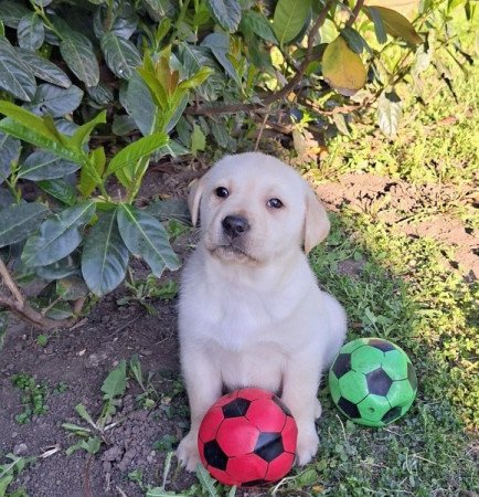 Labrador