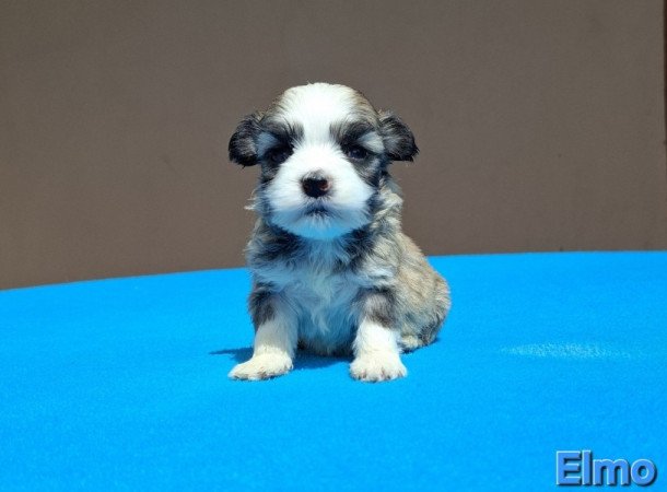 Bichon havanese