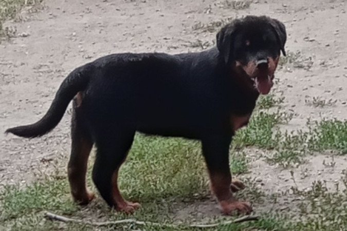 Rottweiler