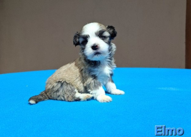 Bichon havanese