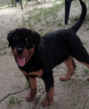 Rottweiler