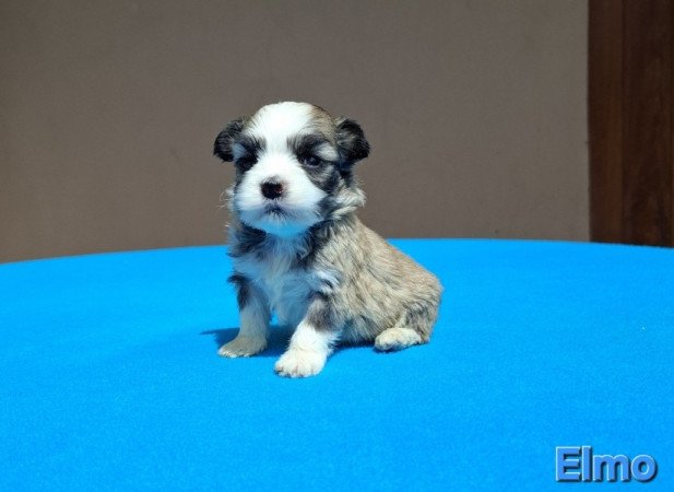 Bichon havanese
