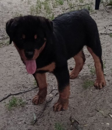 Rottweiler