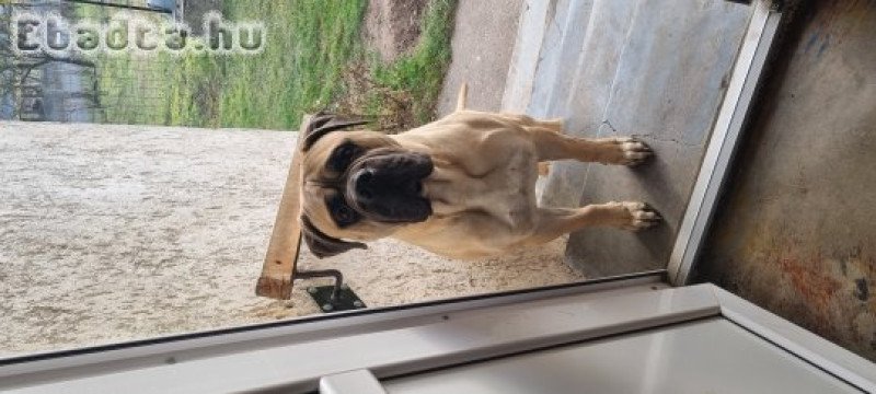 Bullmasztiff  kan
