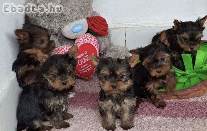 Yorkshire terrier kiskutyák eladók