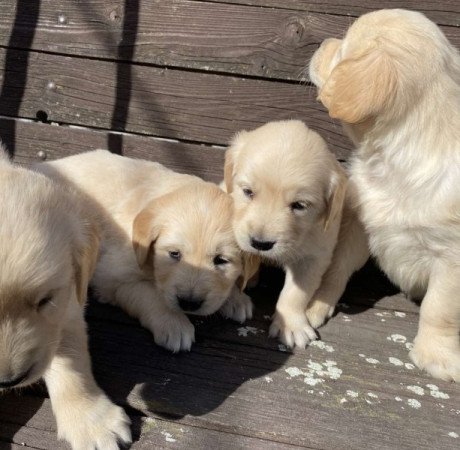 golden retriver
