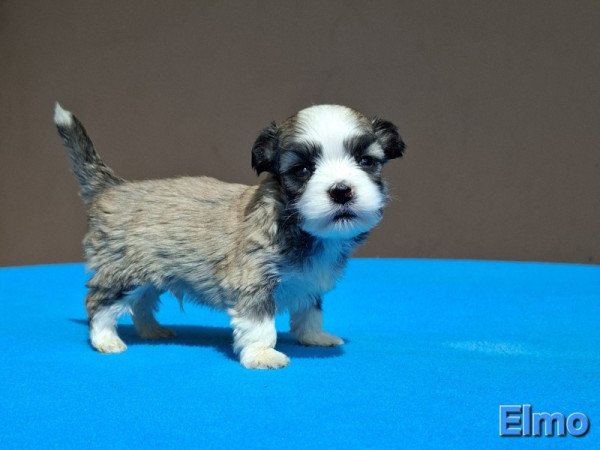 Bichon havanese