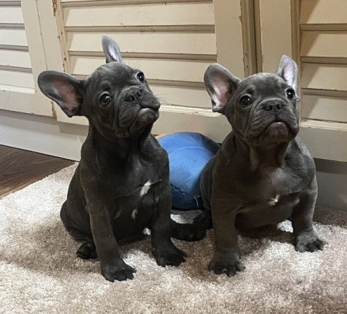 Francia bulldog