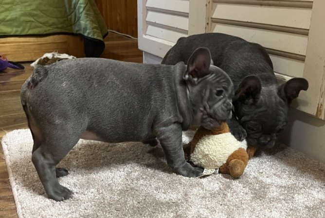 Francia bulldog