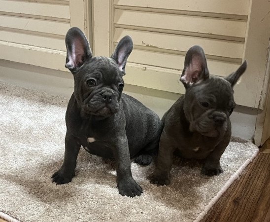 Francia bulldog