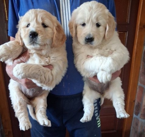 golden retriver