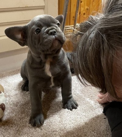 Francia bulldog